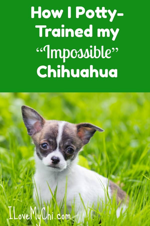 How to house hot sale train a chihuahua