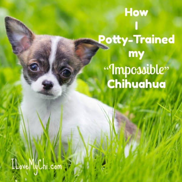 House training hot sale a chihuahua