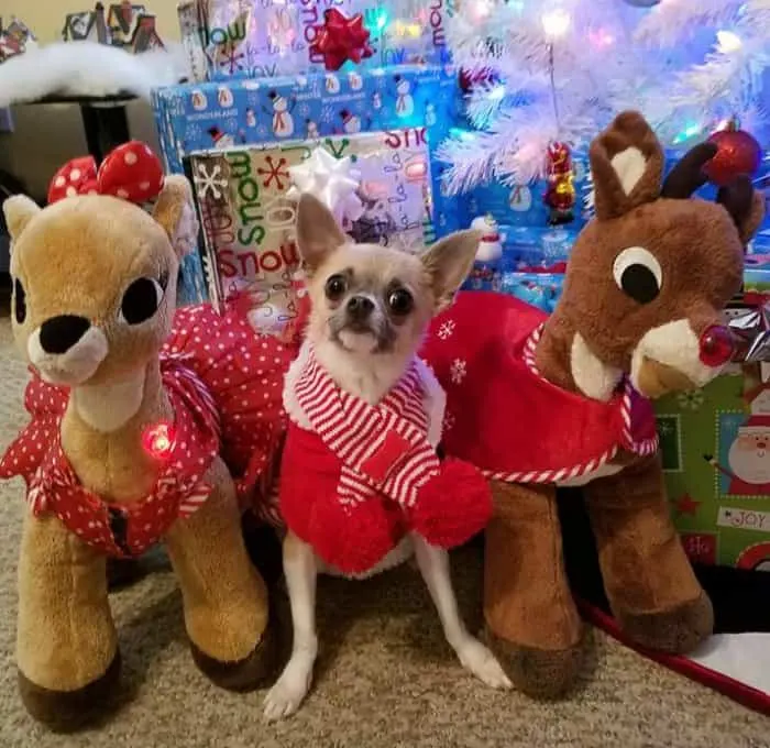 Christmas chihuahua