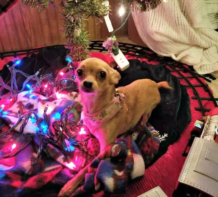 Christmas chihuahua