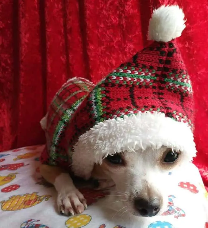 Christmas chihuahua