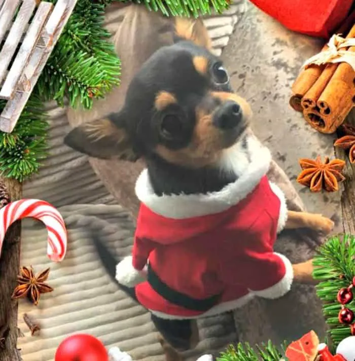 chihuahua in Santa costume