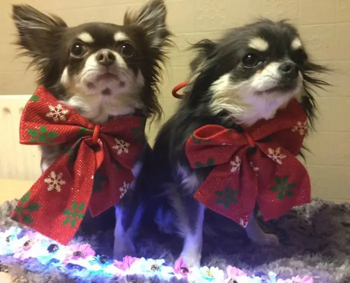 2 chihuahuas