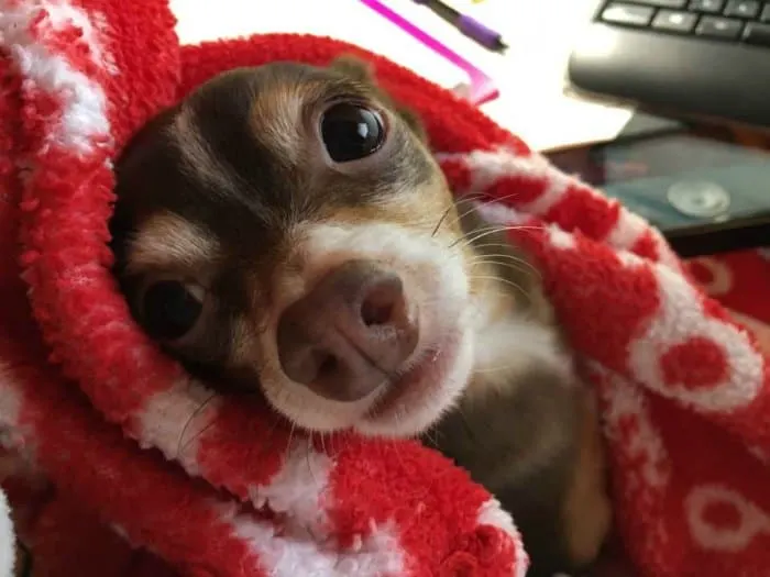 Brown Chihuahua with red blanket over his head.