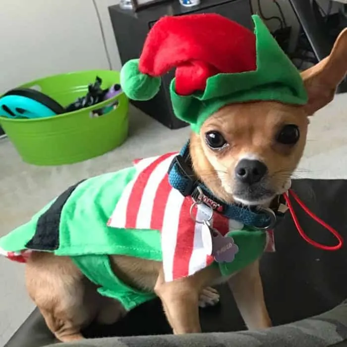 chihuahua wearing elf outfit