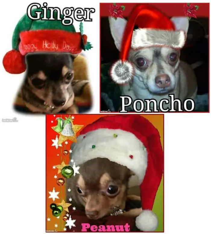 3 chihuahuas