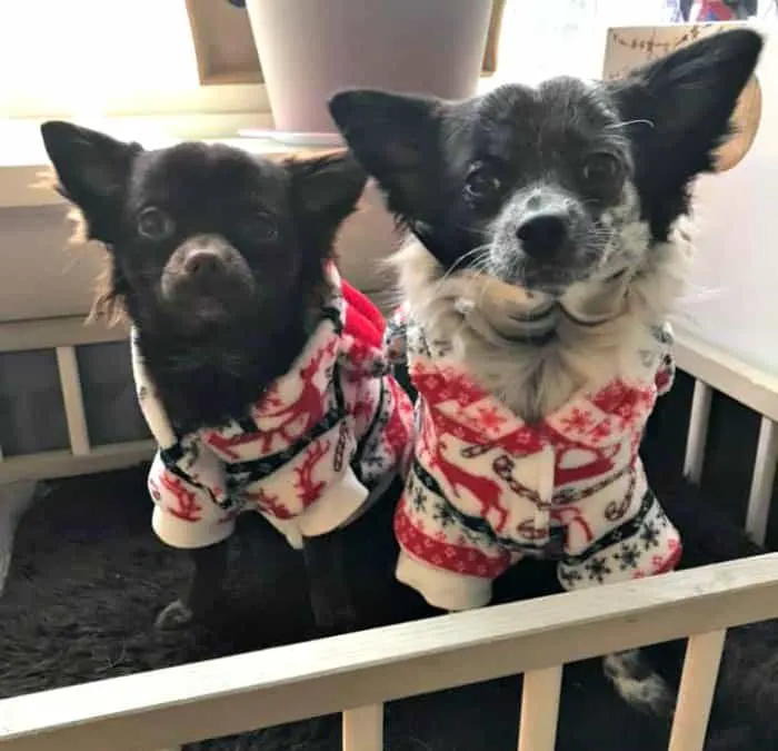 2 chihuahuas