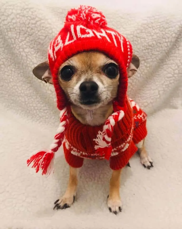 cute Christmas chihuahua