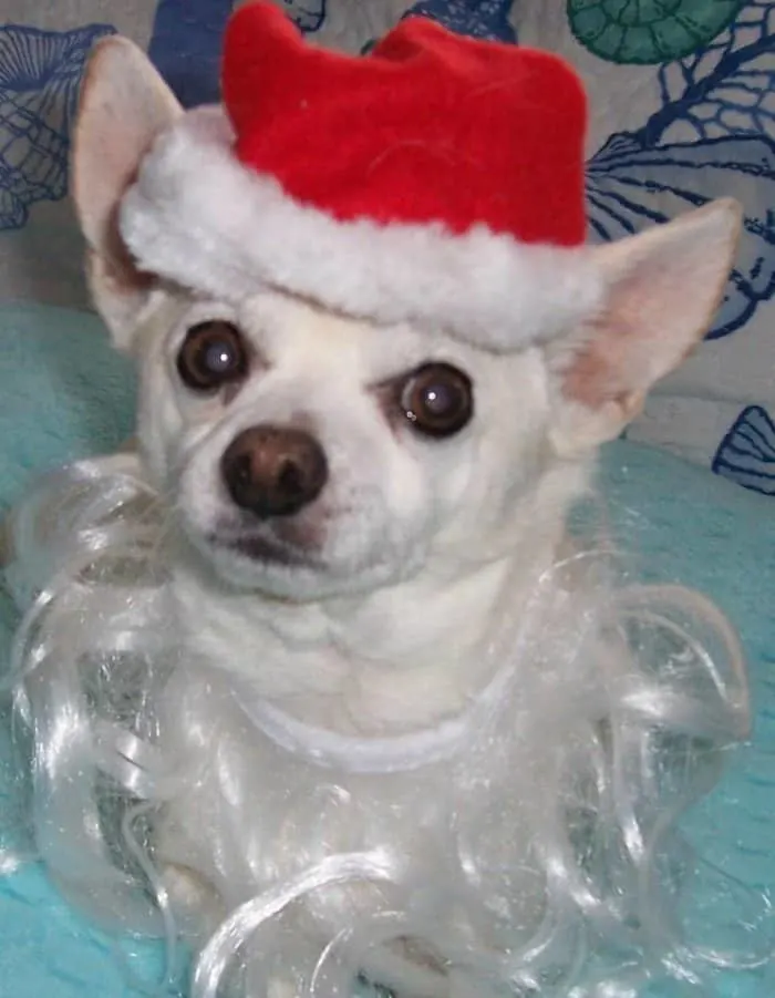 chihuahua with Santa beard