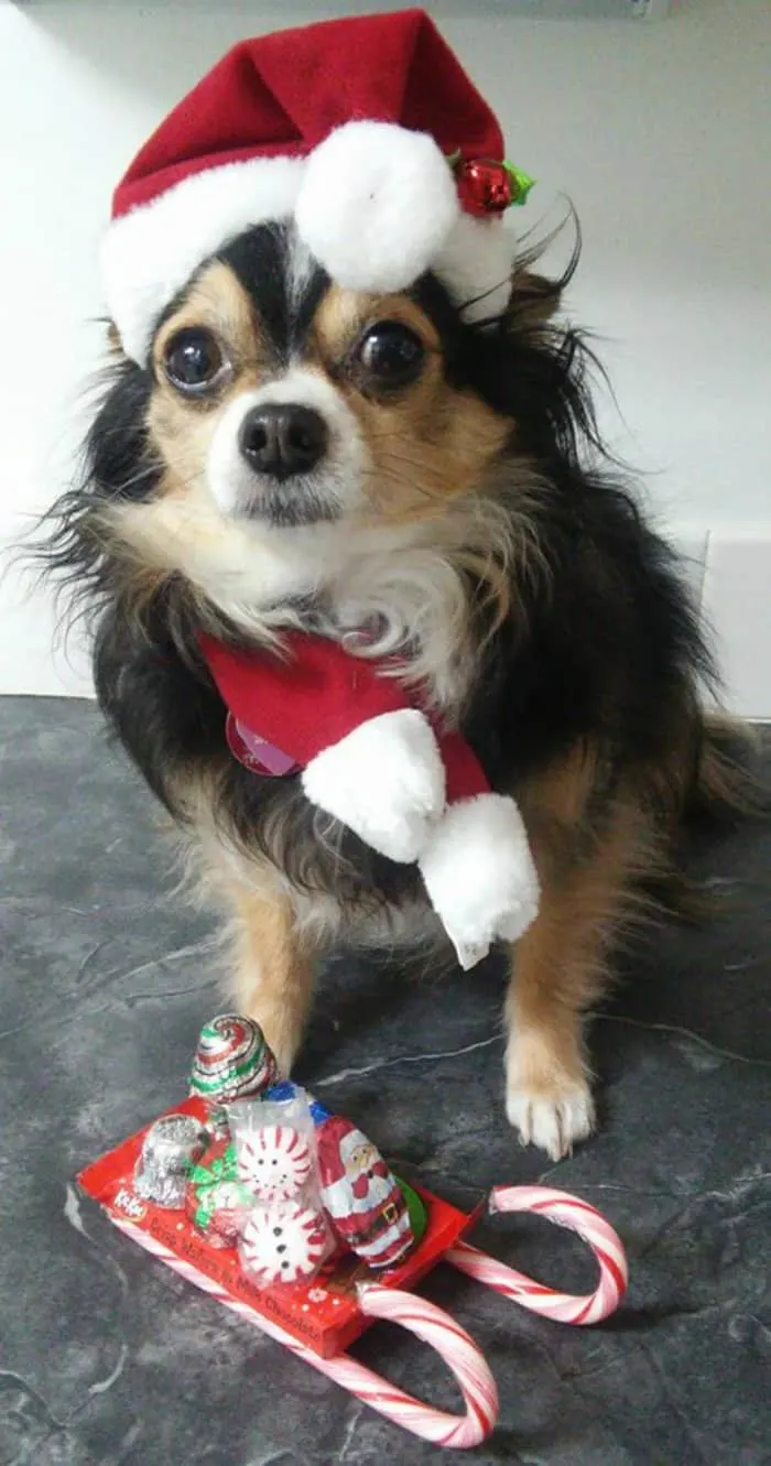 chihuahua in Santa hat