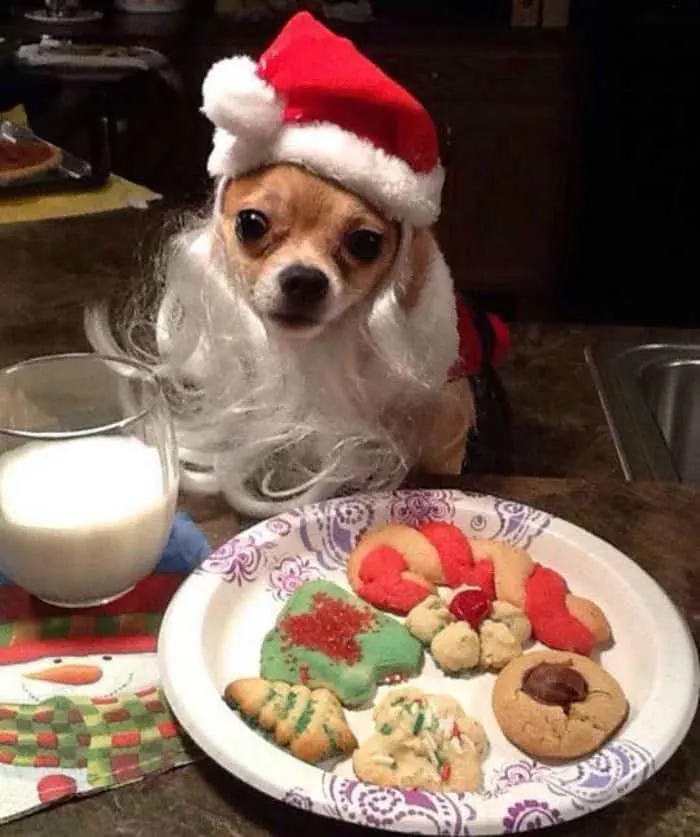 chihuahua wearing Santa outfit