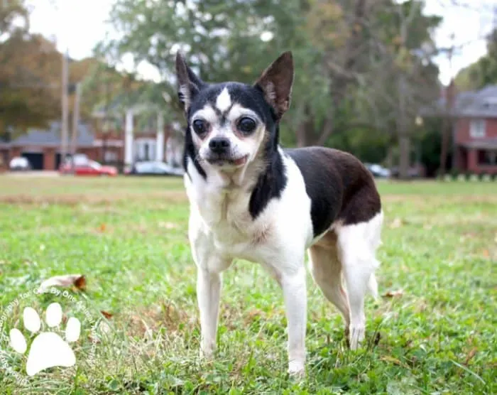 chihuahua standing in grass