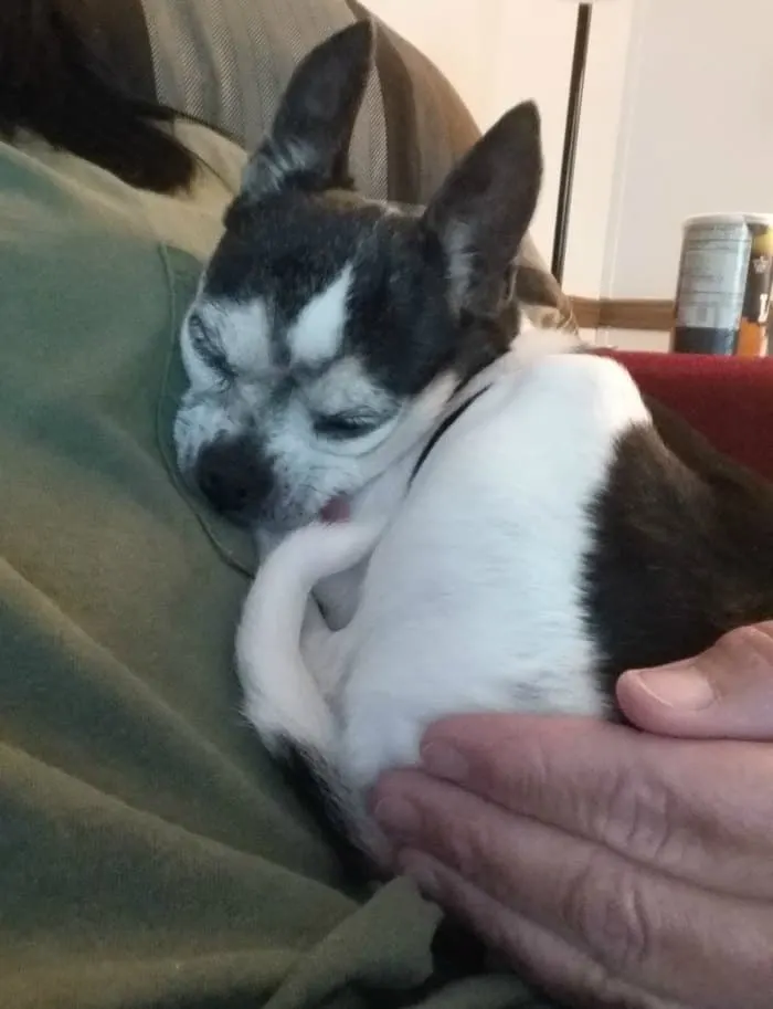 sleeping chihuahua