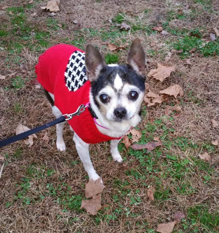 chihuahua in red coat