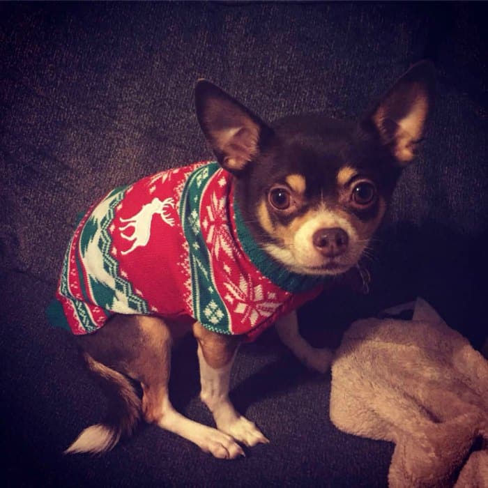 chihuahua in Christmas sweater