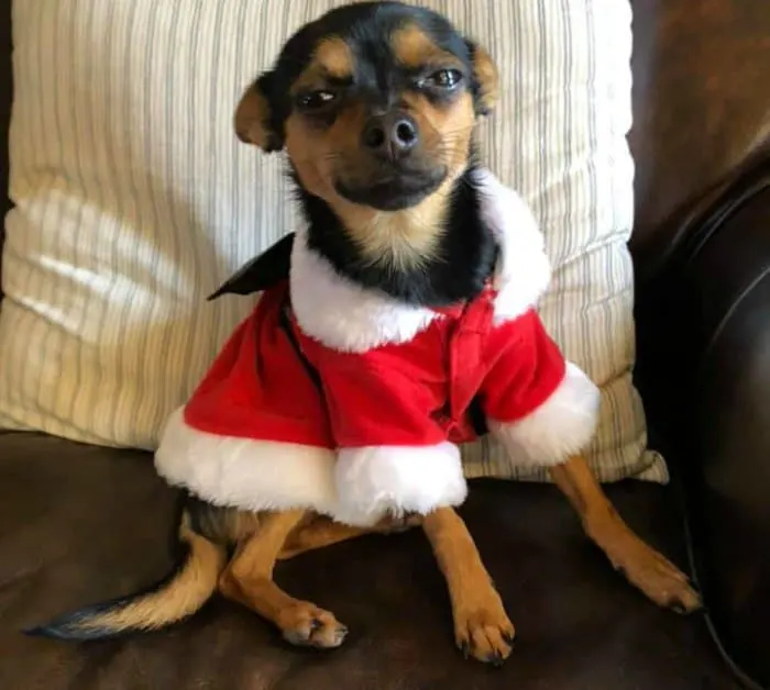 Christmas chihuahua