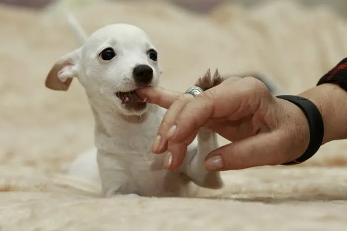 chihuahua puppy biting