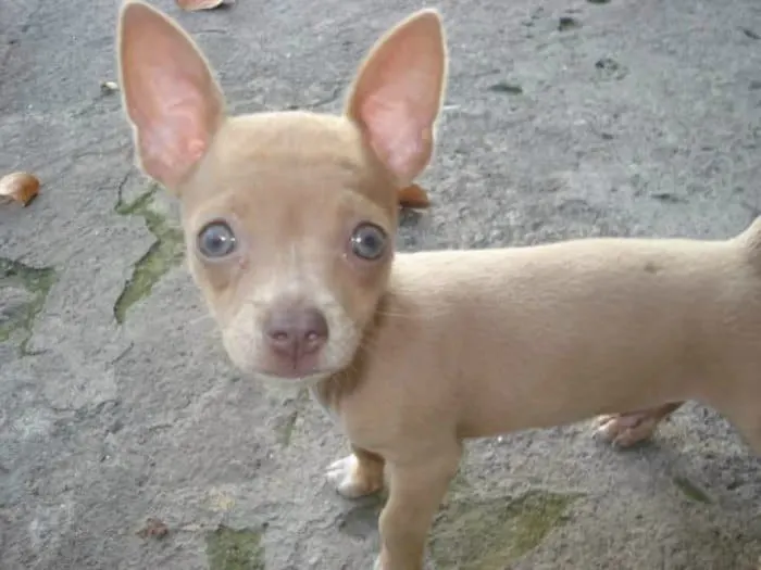 blue eyed chihuahua puppy