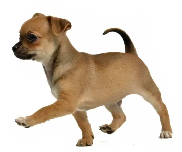 floppy ear tan chihuahua puppy walking 