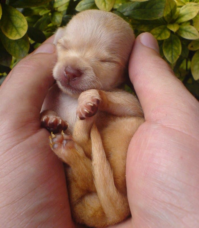 hand holding newborn chihuahua puppy