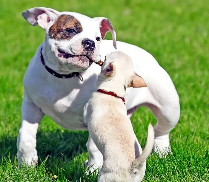 chihuahua puppy playing with big dog