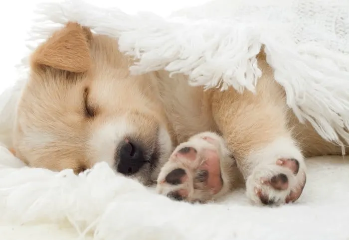 sleeping beige chihuahua pup 