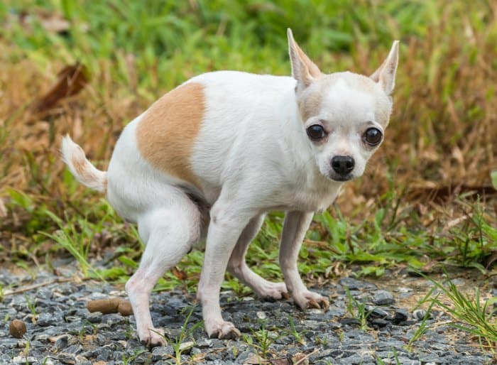 white and tan chihuahua pooping