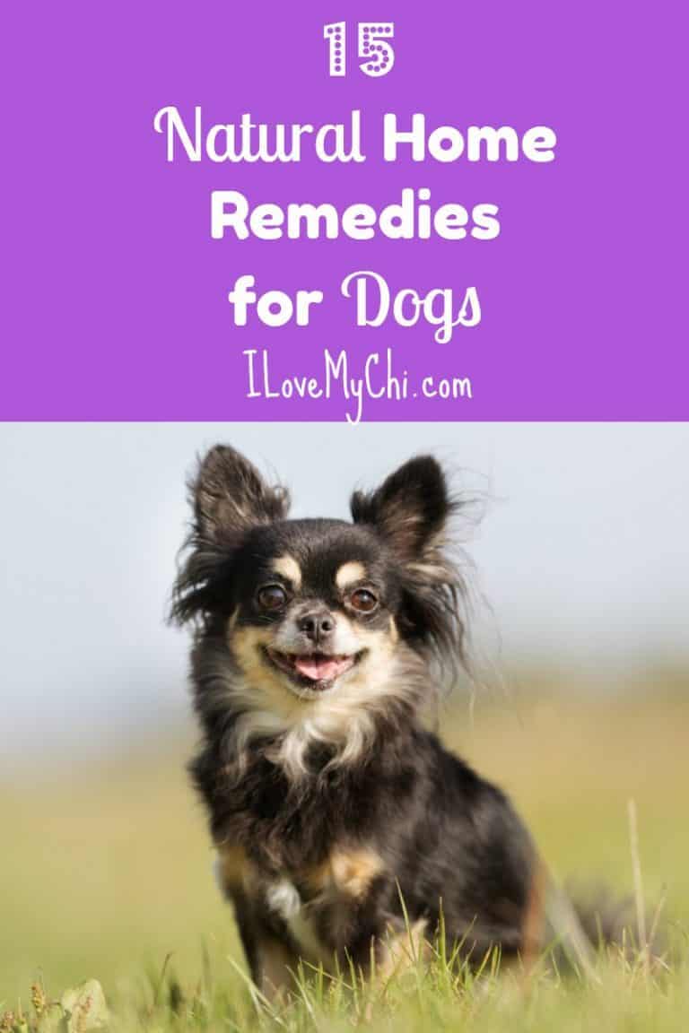 15 Natural Home Remedies for Dogs - I Love My Chi