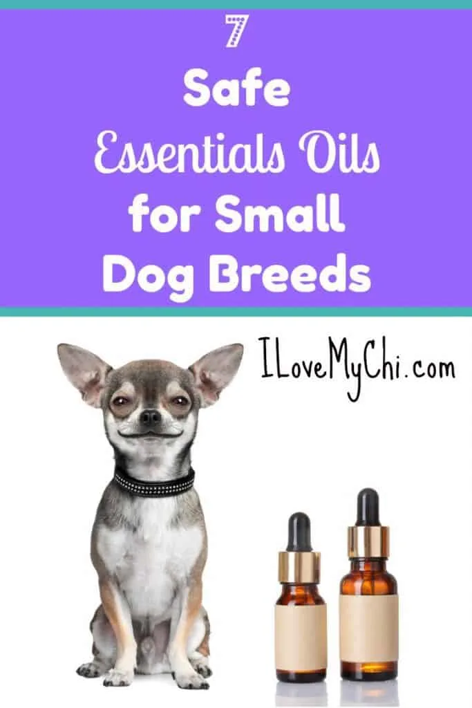Chihuahua and 2 bottles of essential oils