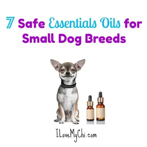 Chihuahua with 2 bottles of essential oil.