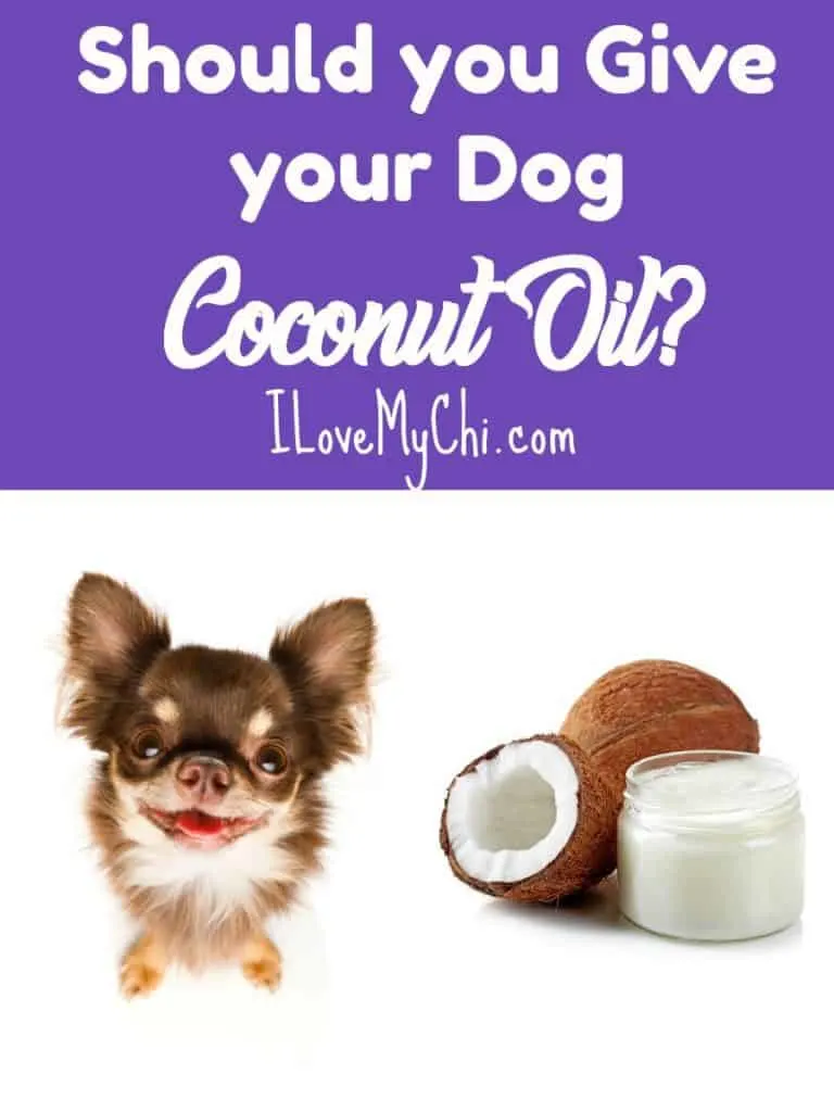 Chihuahua and coconut oil.