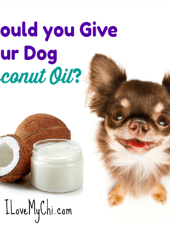 coconut and chihuahua dog