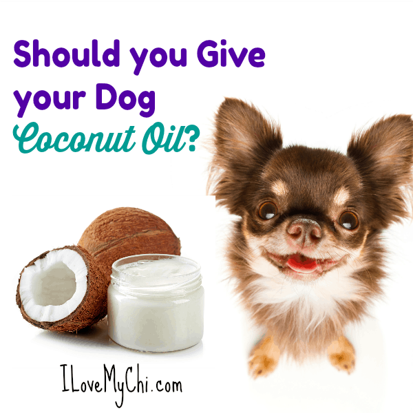 Should you Give your Dog Coconut Oil? | I Love My Chi