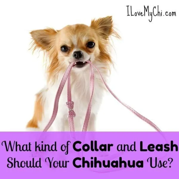 chihuahua holding leash in mouth