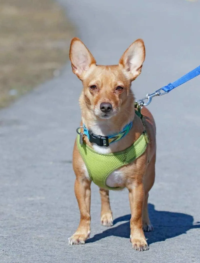 Chihuahua in green harness and leash.