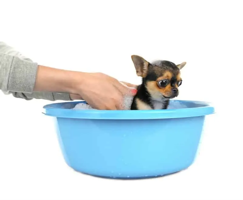 chihuahua puppy getting bath in blue tub 