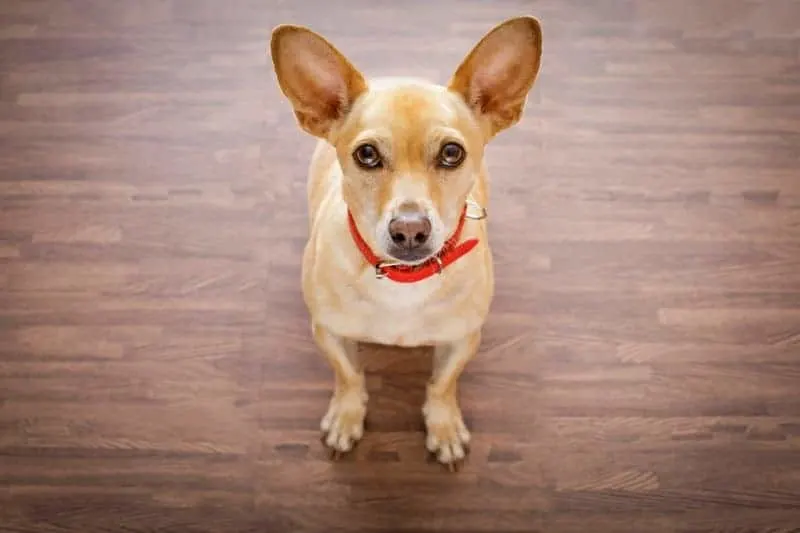 Fawn chihuahua with red collar.