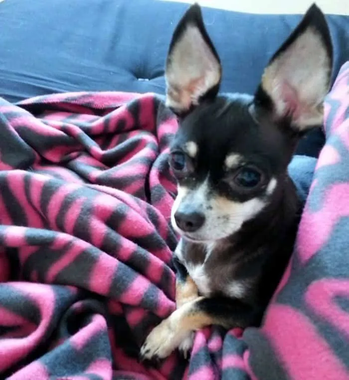 black and tan chihuahua laying on blankets