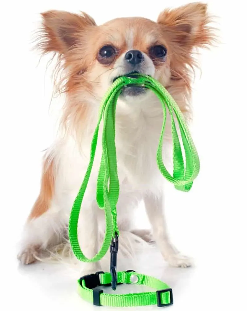 Long-haired Chihuahua holding a green leash in his mouth.