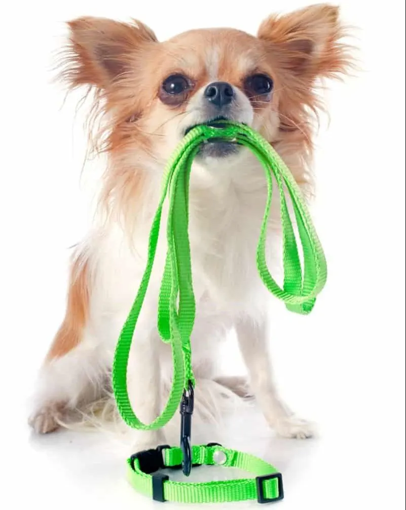 How to Choose the Best Chihuahua Collar or Harness I Love My Chi