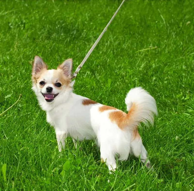Chihuahua on a leash, walking on grass.