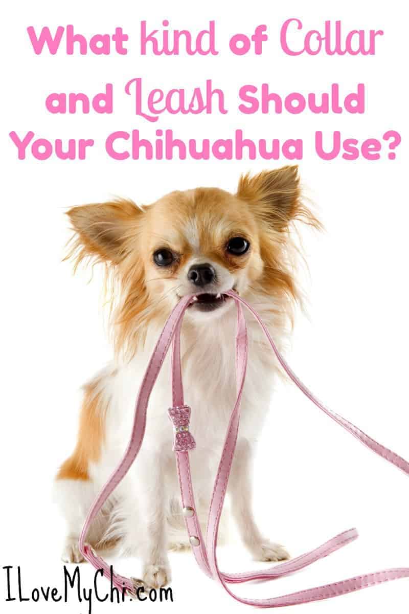 Chihuahua holding leash in its mouth. 