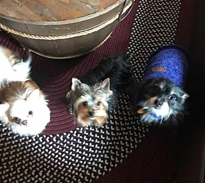 3 dogs by coffee table looking up 