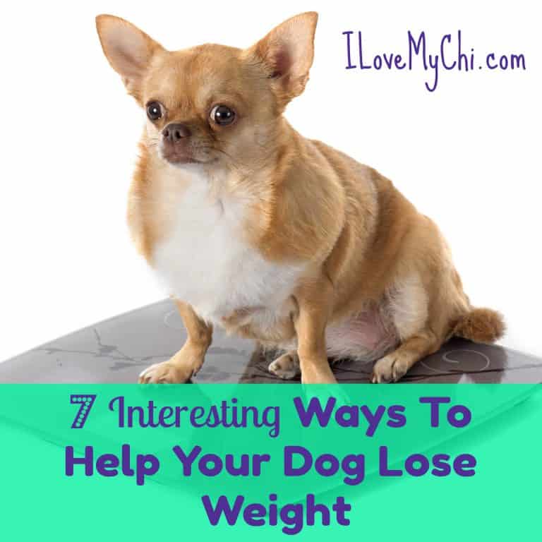 chubby sitting fawn colored chihuahua dog