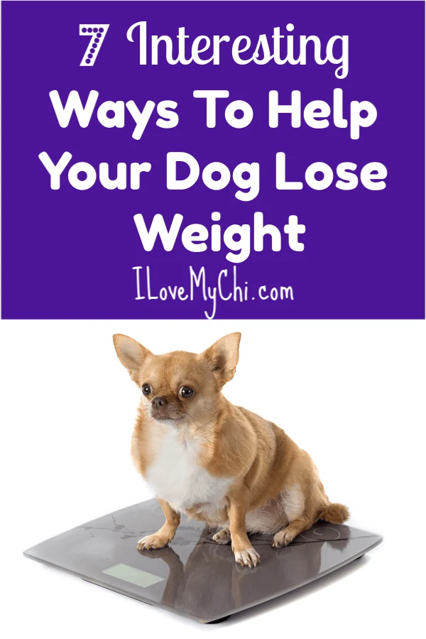Overweight chihuahua sitting on scales.
