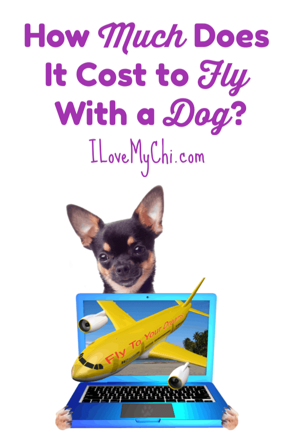 how much does it cost to maintain a dog