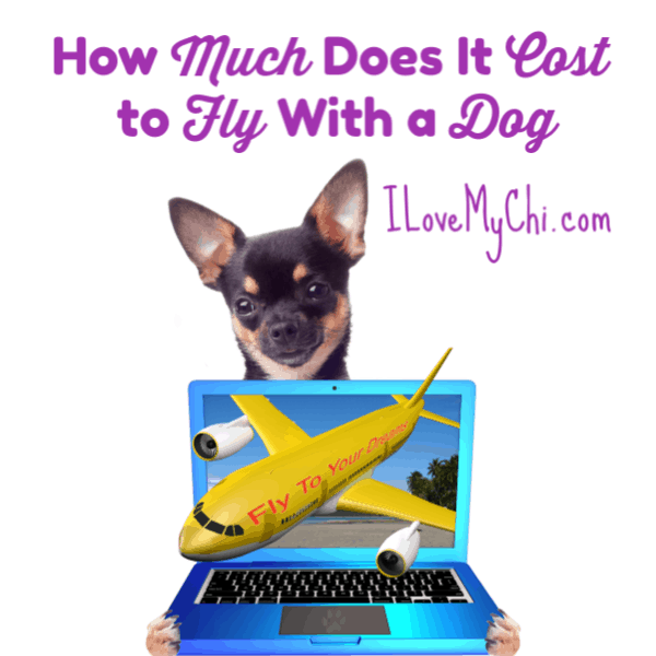 chihuahua holding a laptop with plane flying out of it