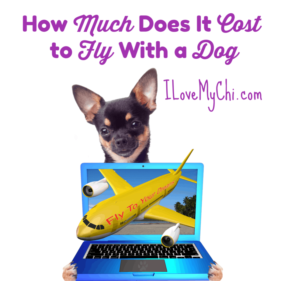 How Much Does It Cost to Fly With a Dog? I Love My Chi