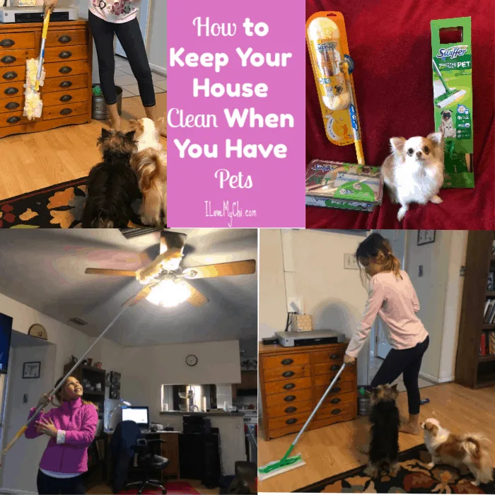 how can i keep my house clean with a dog