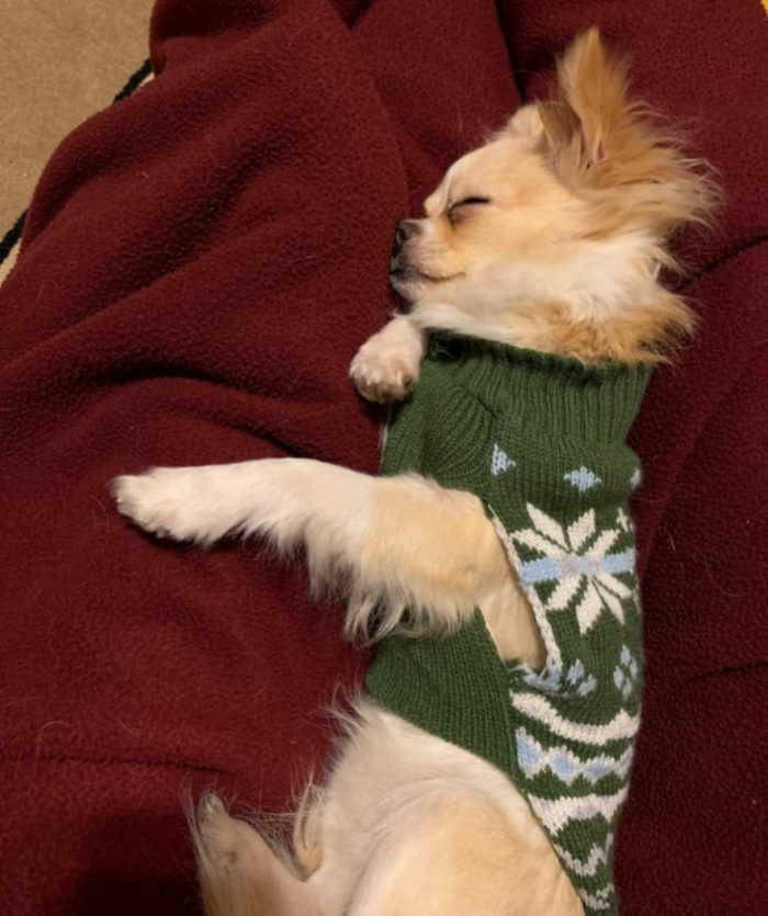 sleeping long hair chihuahua wearing green sweater